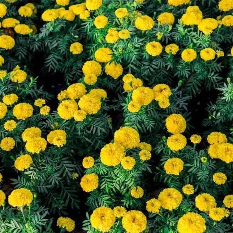 万寿菊种子矮生多年生花籽万寿菊秋天花四季种户外庭院花海秋
