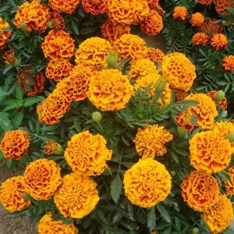 万寿菊种子矮生多年生花籽万寿菊秋天花四季种户外庭院花海秋