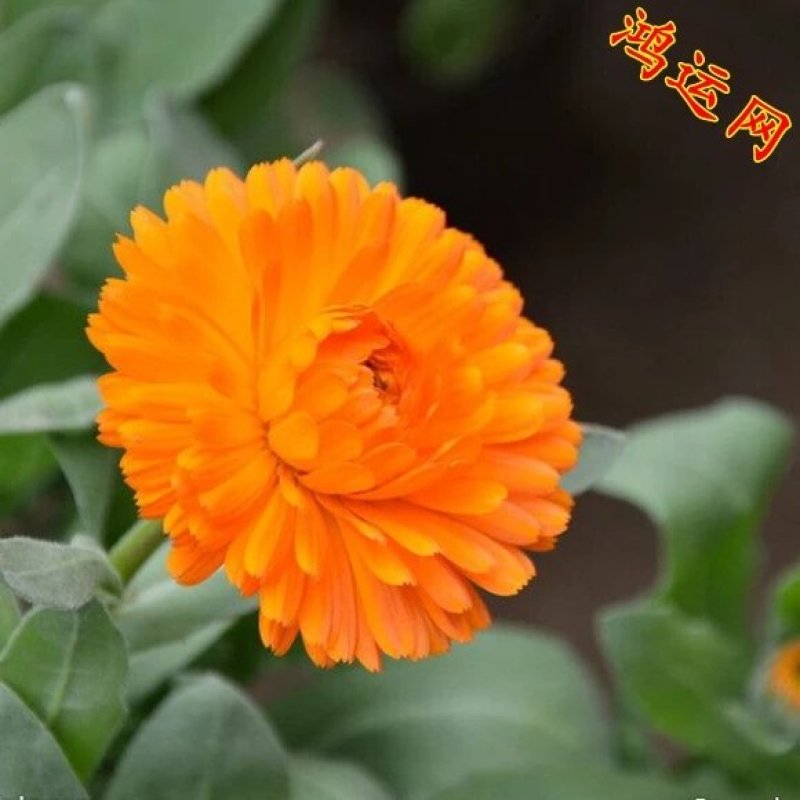 金盏菊种子矮生多年生花籽金盏菊秋天花四季种户外庭院花海秋