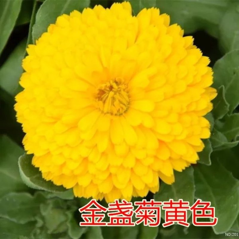 金盏菊种子矮生多年生花籽金盏菊秋天花四季种户外庭院花海秋