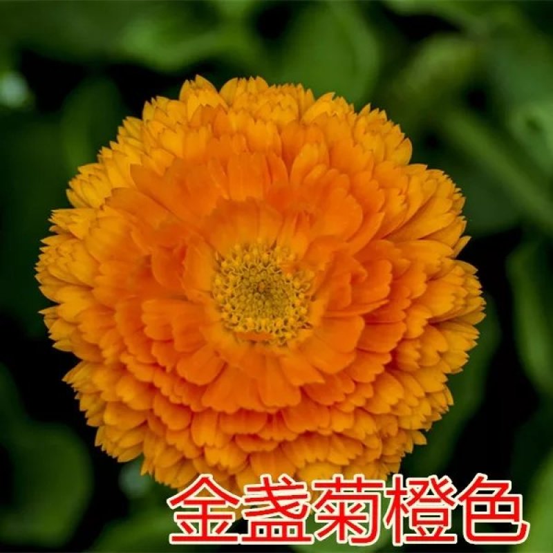 金盏菊种子矮生多年生花籽金盏菊秋天花四季种户外庭院花海秋