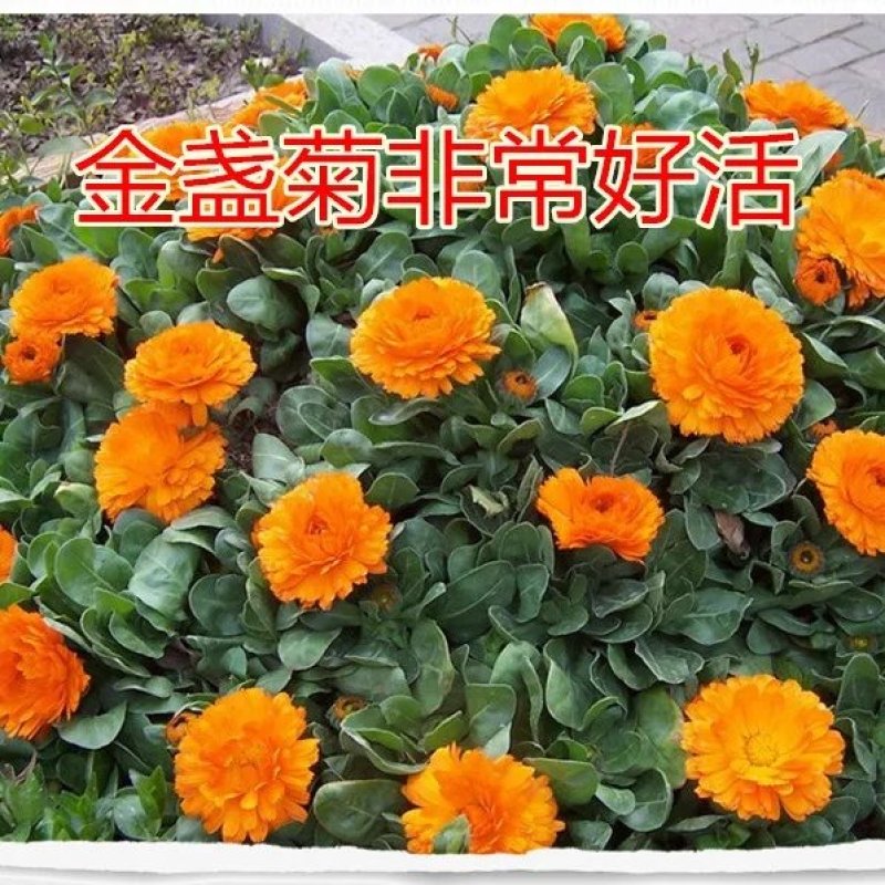 金盏菊种子矮生多年生花籽金盏菊秋天花四季种户外庭院花海秋