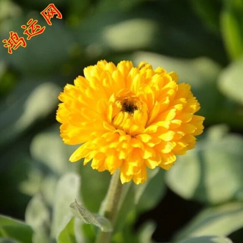 金盏菊种子矮生多年生花籽金盏菊秋天花四季种户外庭院花海秋