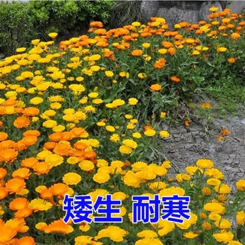 金盏菊种子矮生多年生花籽金盏菊秋天花四季种户外庭院花海秋