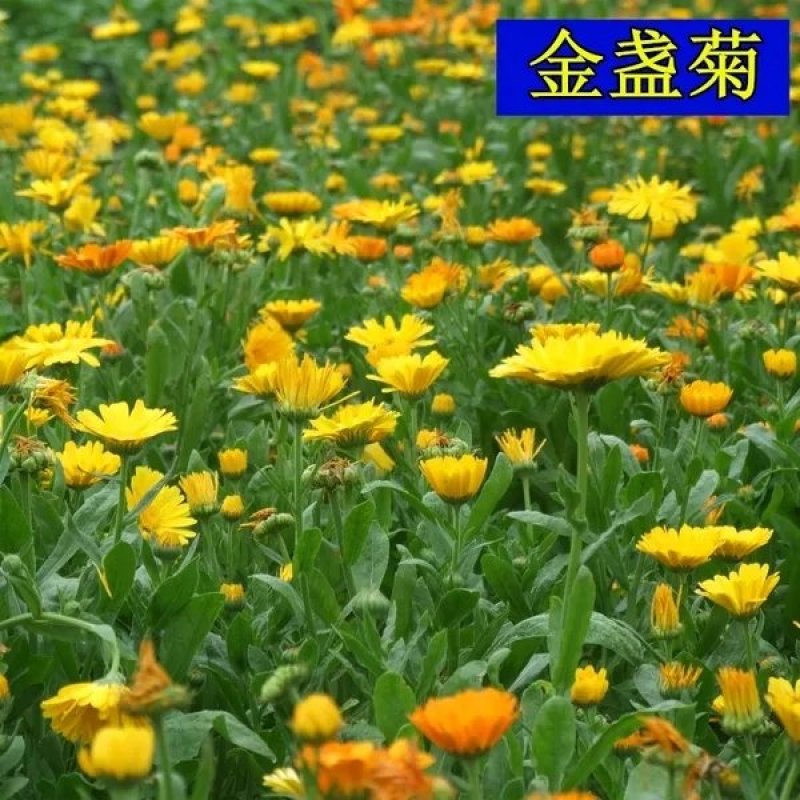 金盏菊种子矮生多年生花籽金盏菊秋天花四季种户外庭院花海秋