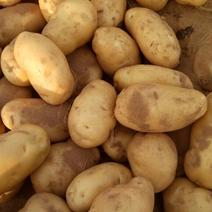 【荷兰十五土豆】黄心白心规格齐全，产地一手货源，全国