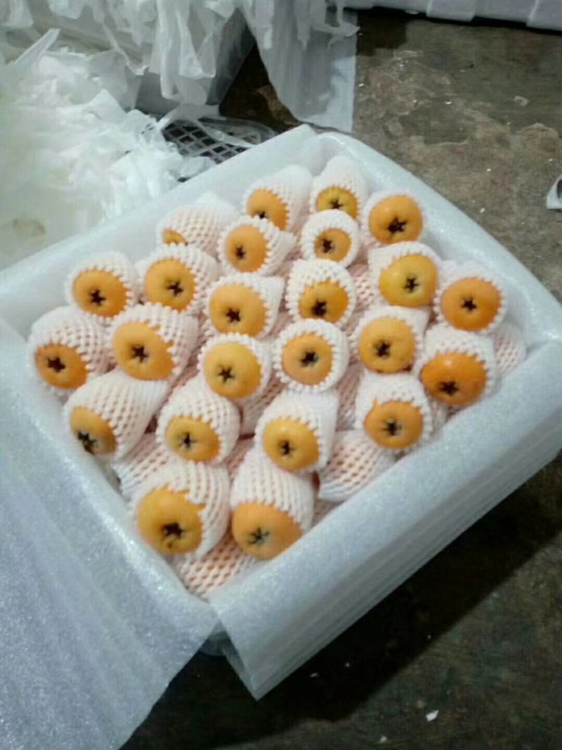 云南蒙自枇杷30克以上大果，支持空运，基地货，自产自销