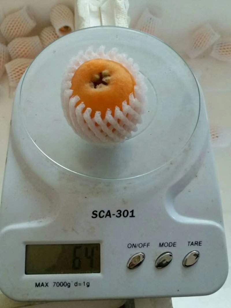 云南蒙自枇杷30克以上大果，支持空运，基地货，自产自销