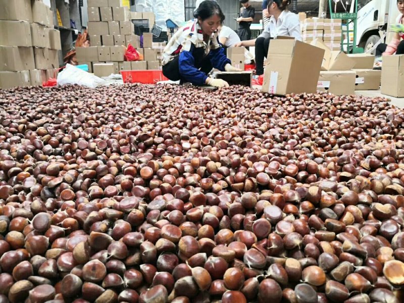云南野生板栗5斤装30包邮