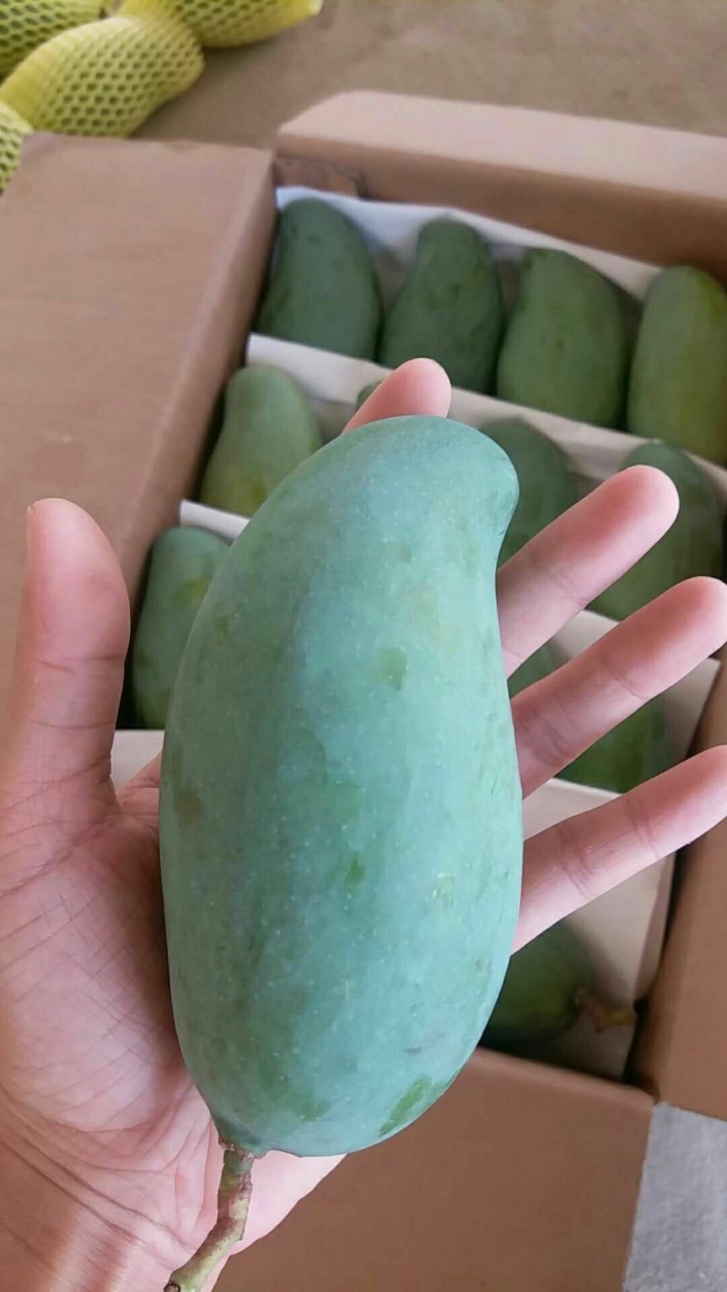 田东田阳最后的桂七