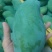 田东田阳最后的桂七