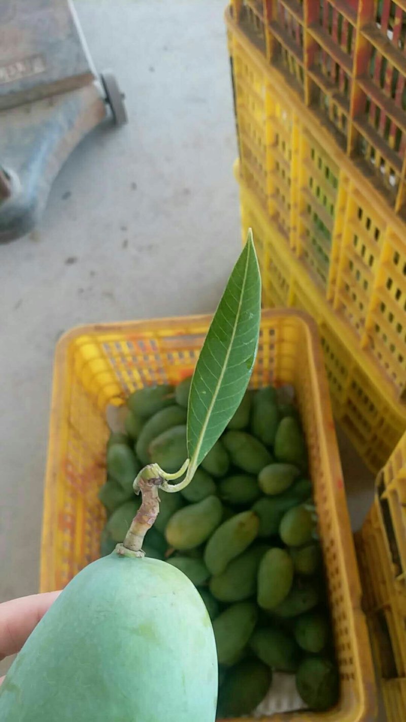 田东田阳最后的桂七