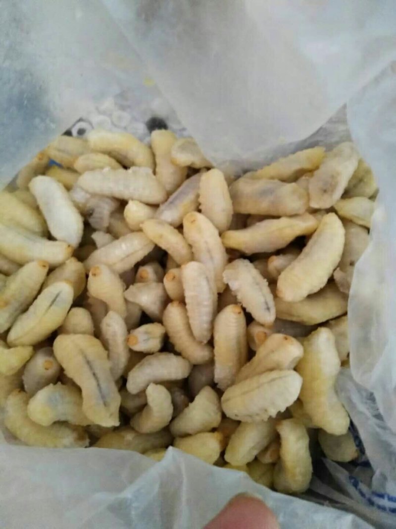 蜂蛹——冰冻蜂蛹各种蜂蛹