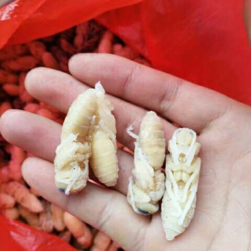 蜂蛹——冰冻蜂蛹各种蜂蛹