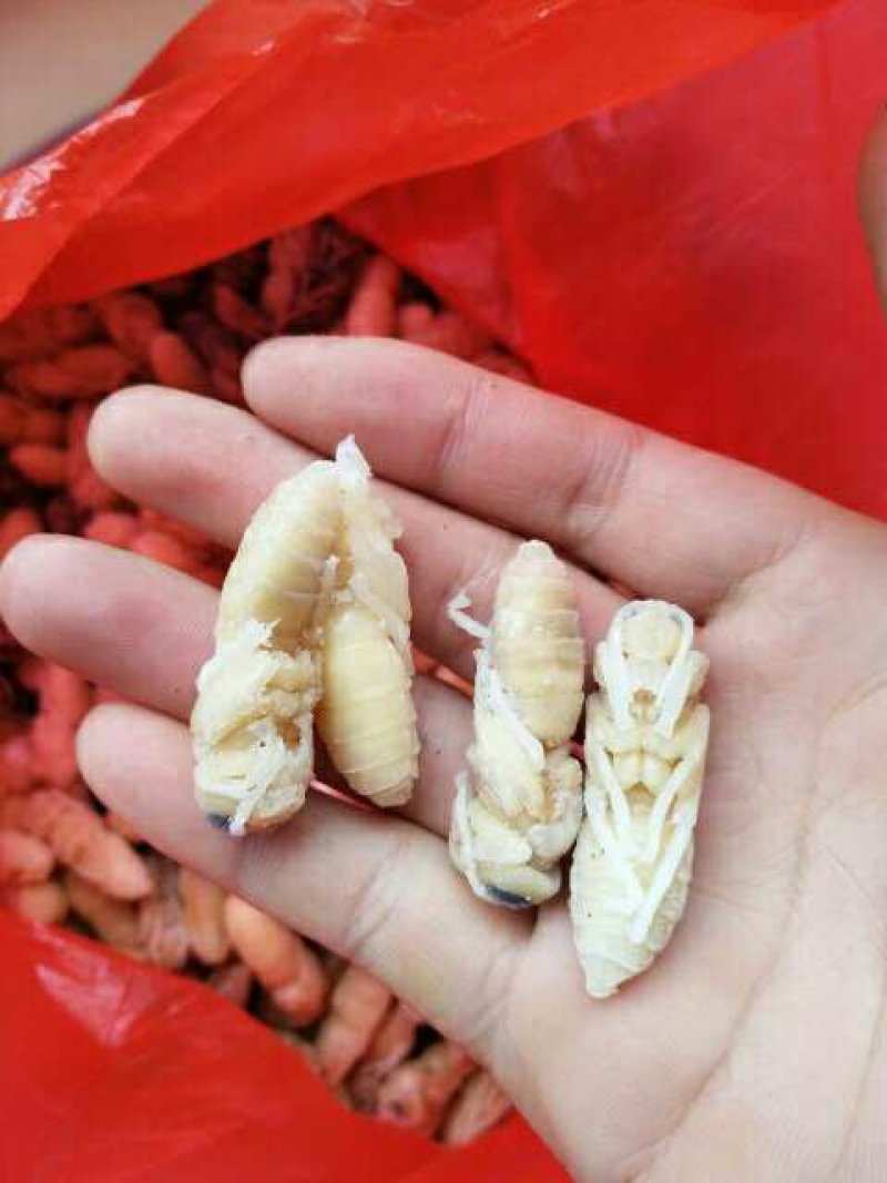 蜂蛹——冰冻蜂蛹各种蜂蛹