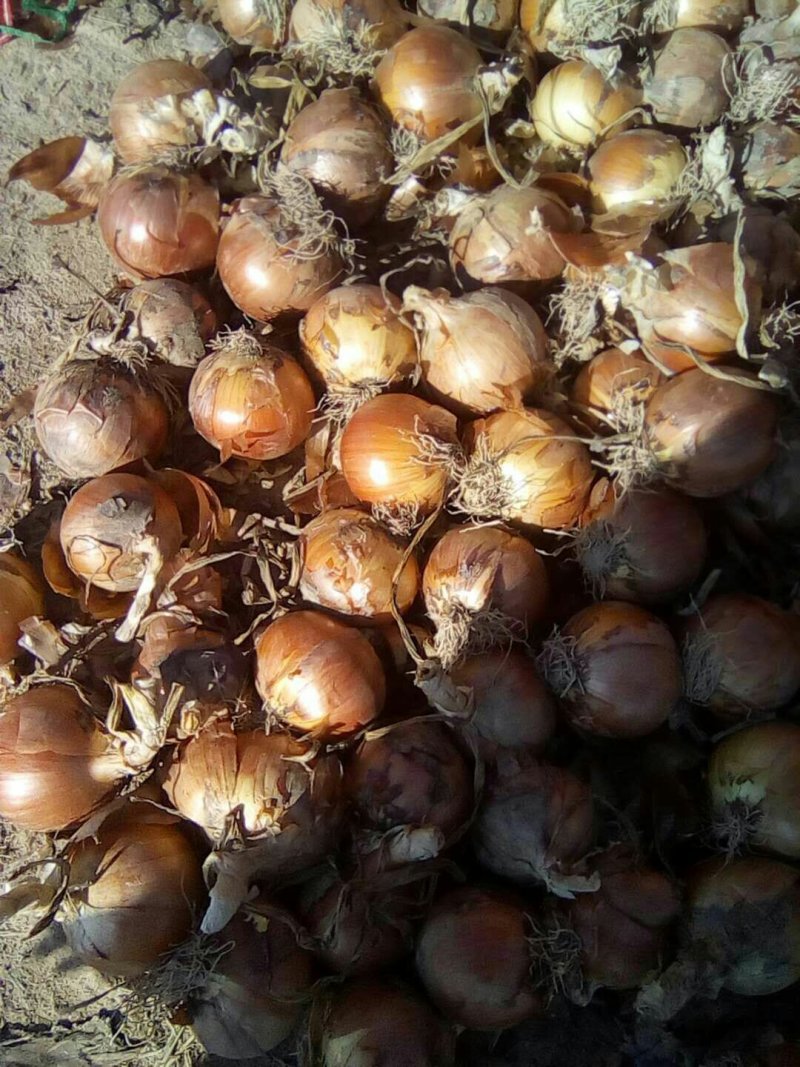 黄皮洋葱原包品种好