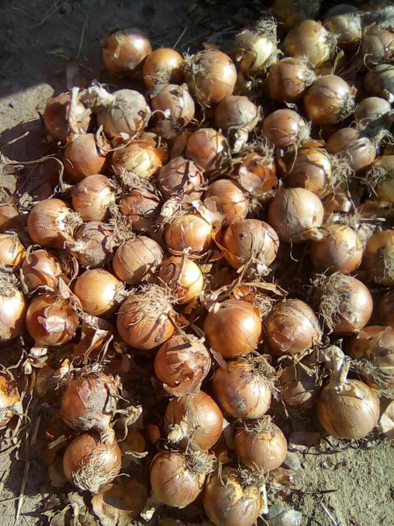黄皮洋葱原包品种好