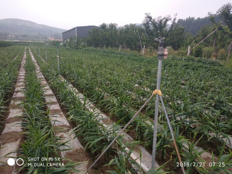 喷头大田喷灌喷头，地插、吊挂微喷头，各种流量可选