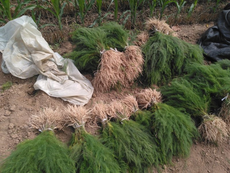 高产芦笋苗养殖金蝉用苗包技术，