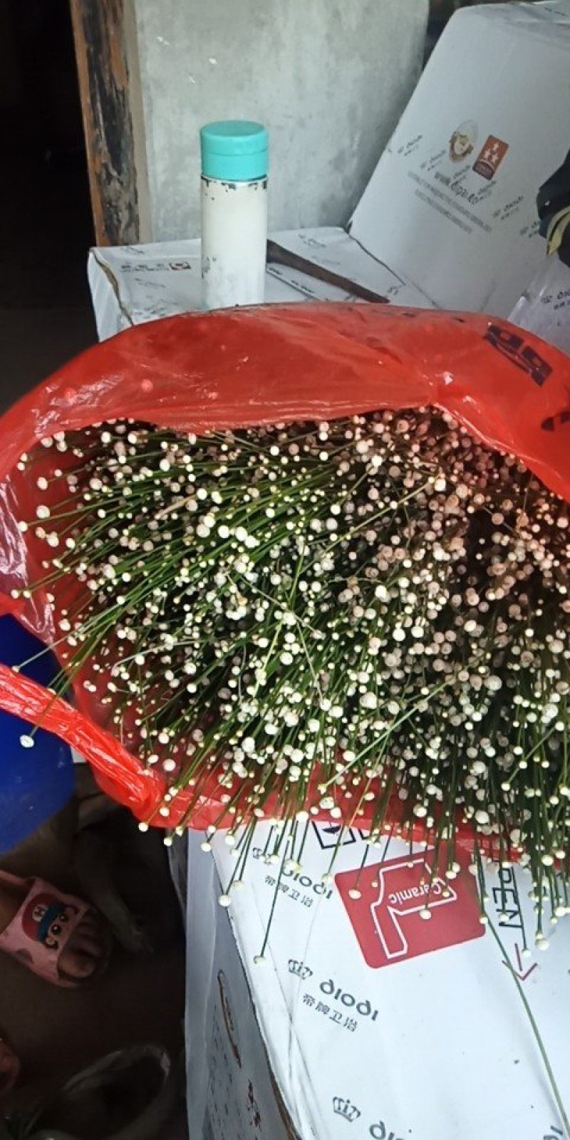 高等级质量谷精草，批量上市，