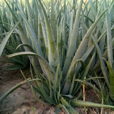 库拉索芦荟苗1-8年苗1-30斤左右胶质粘稠
