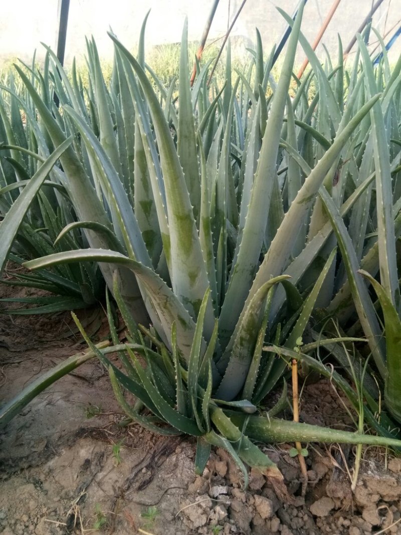 库拉索芦荟苗1-8年苗1-30斤左右胶质粘稠