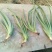 库拉索芦荟苗1-8年苗1-30斤左右胶质粘稠