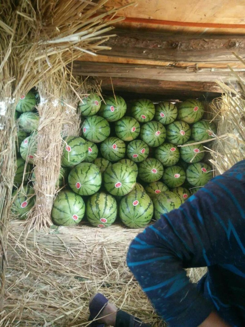 双红壤金城五，12斤起
