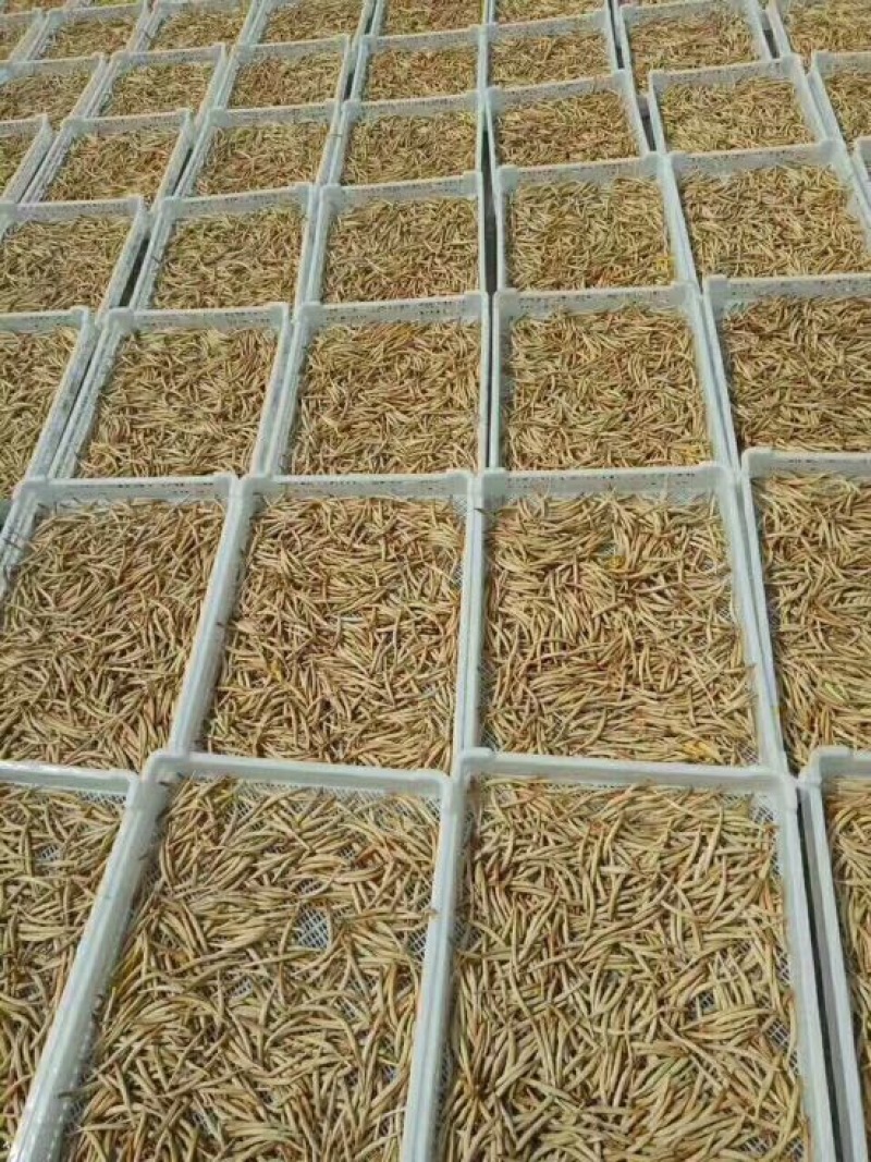 猛子花黄花菜散装一级