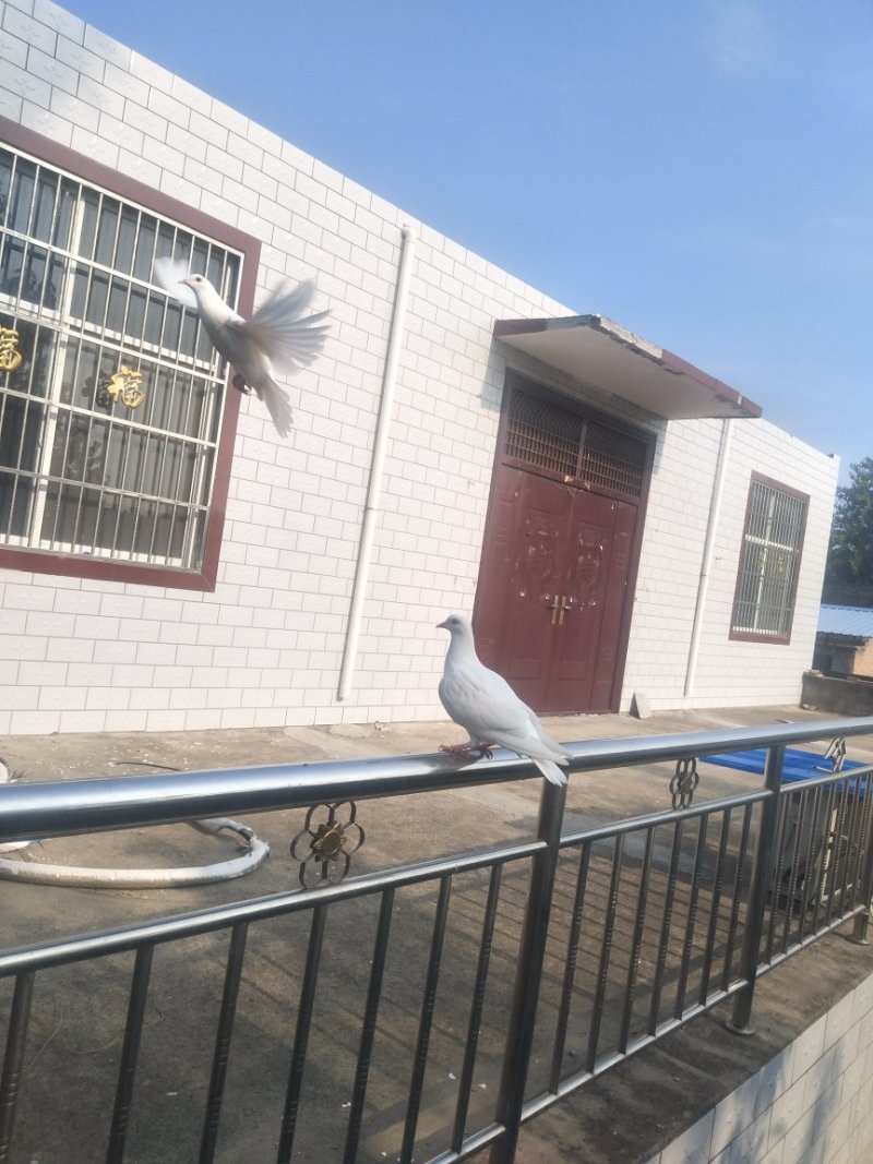 肉鸽