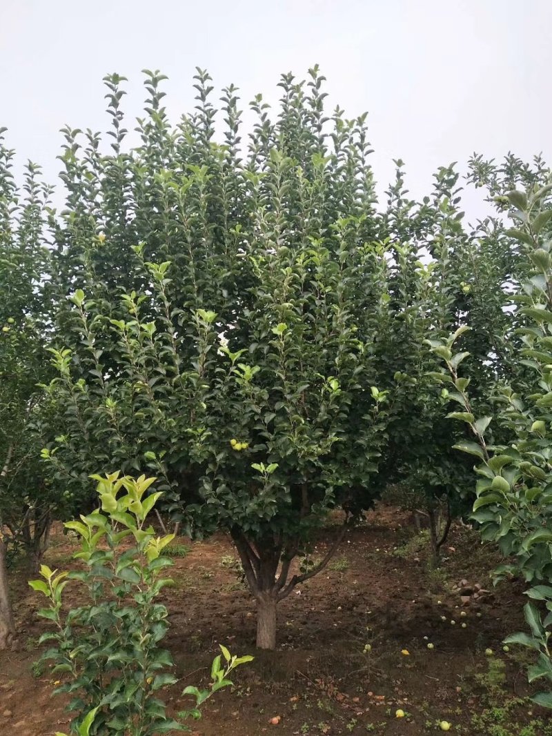 八棱海棠树