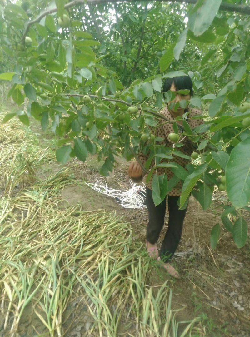 青皮核桃