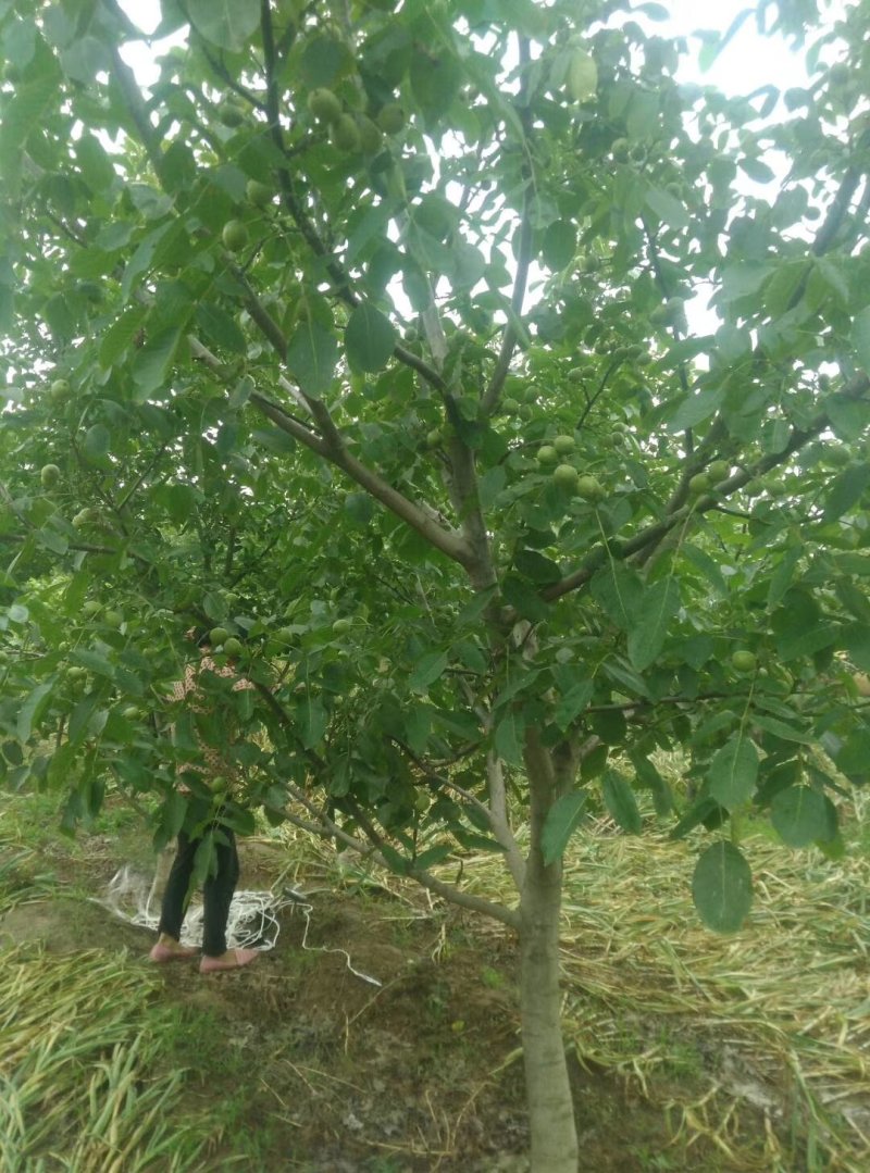 青皮核桃