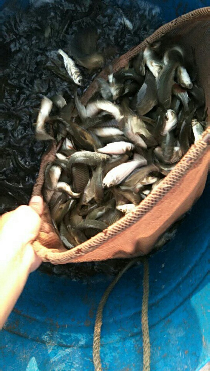 草鱼苗