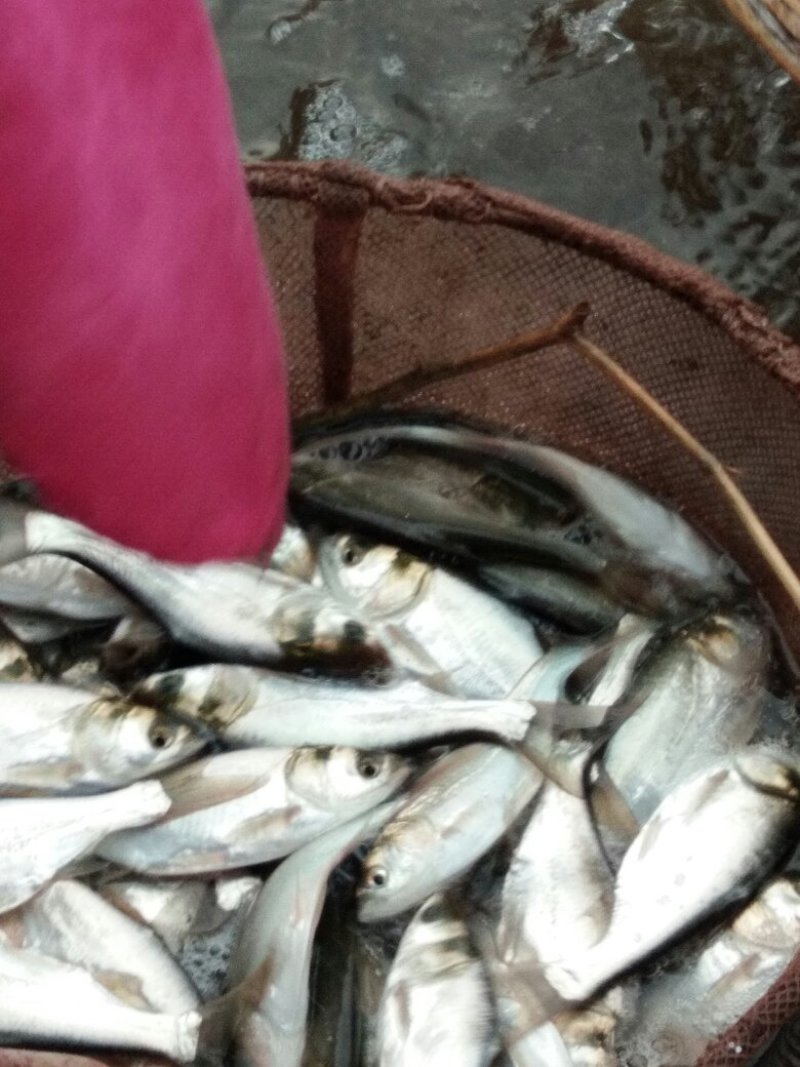 花白鲢白鲢鱼苗