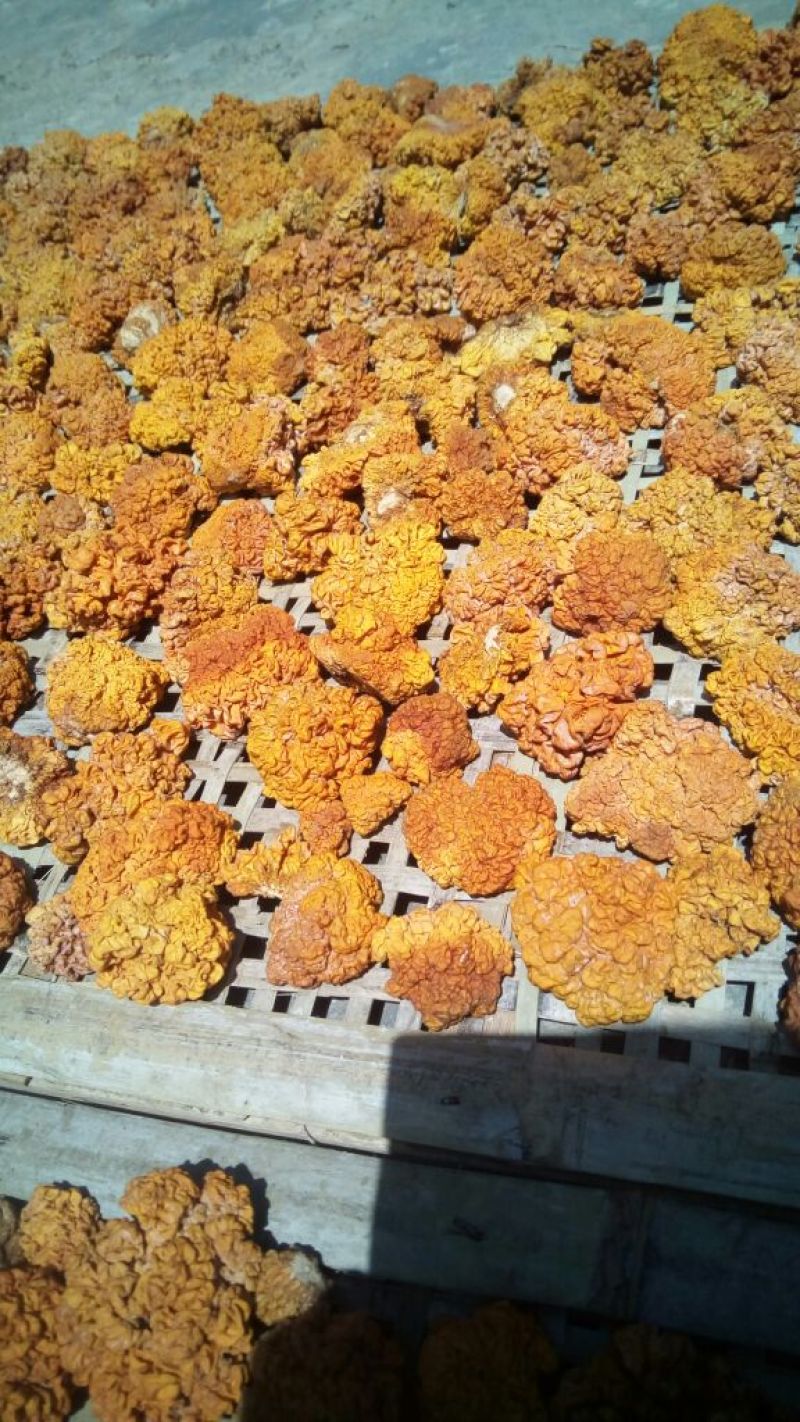 纯绿色食品金耳