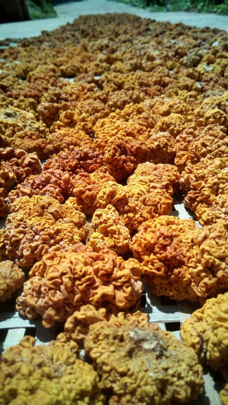 纯绿色食品金耳