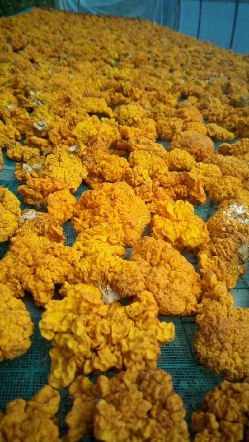纯绿色食品金耳