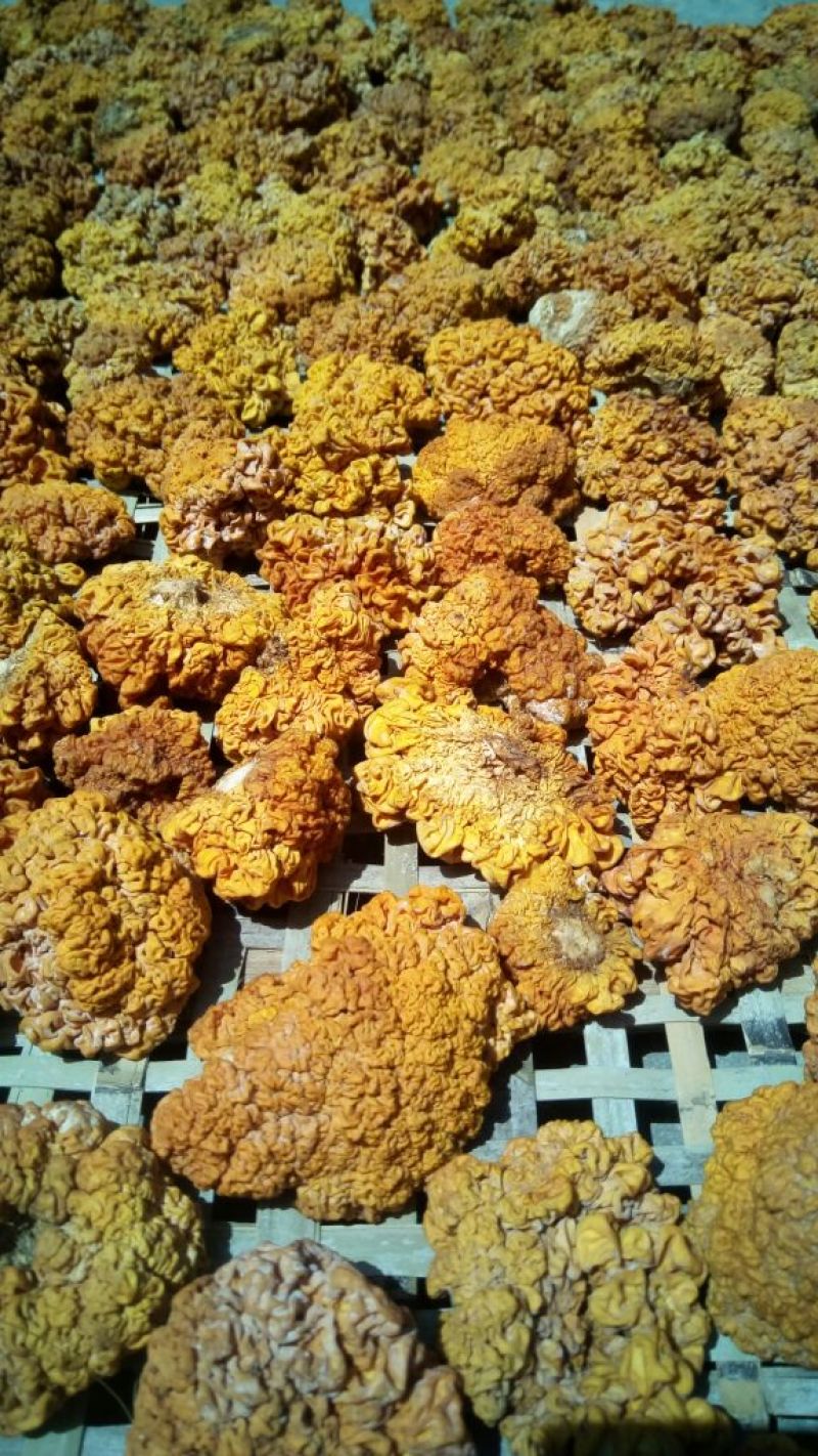 纯绿色食品金耳