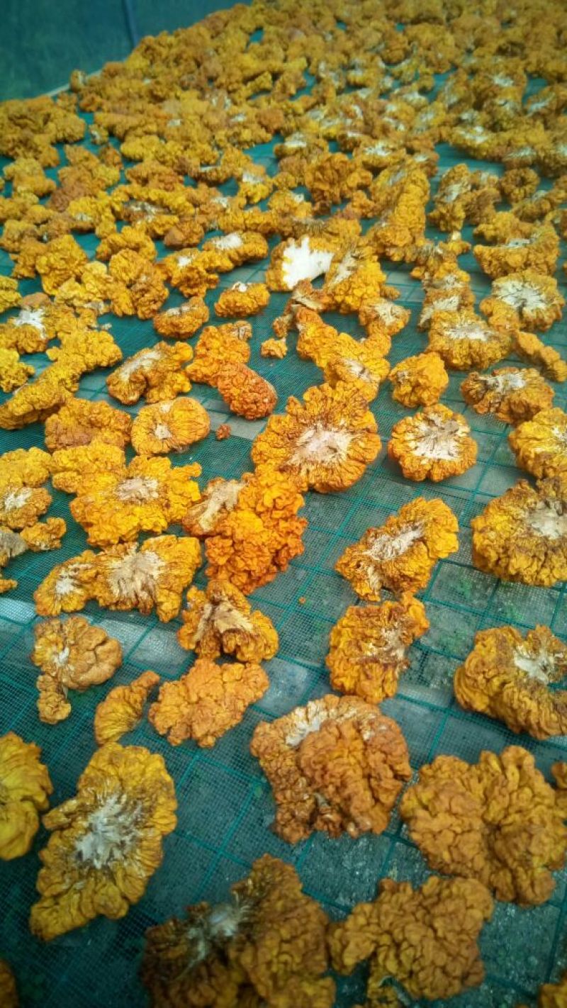 纯绿色食品金耳