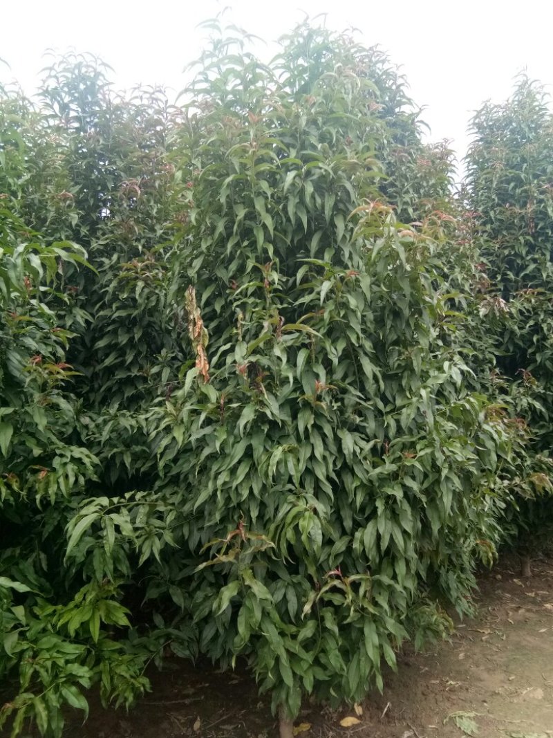 苗木种植基地农家直销红叶碧桃、红花碧桃、紫叶碧桃