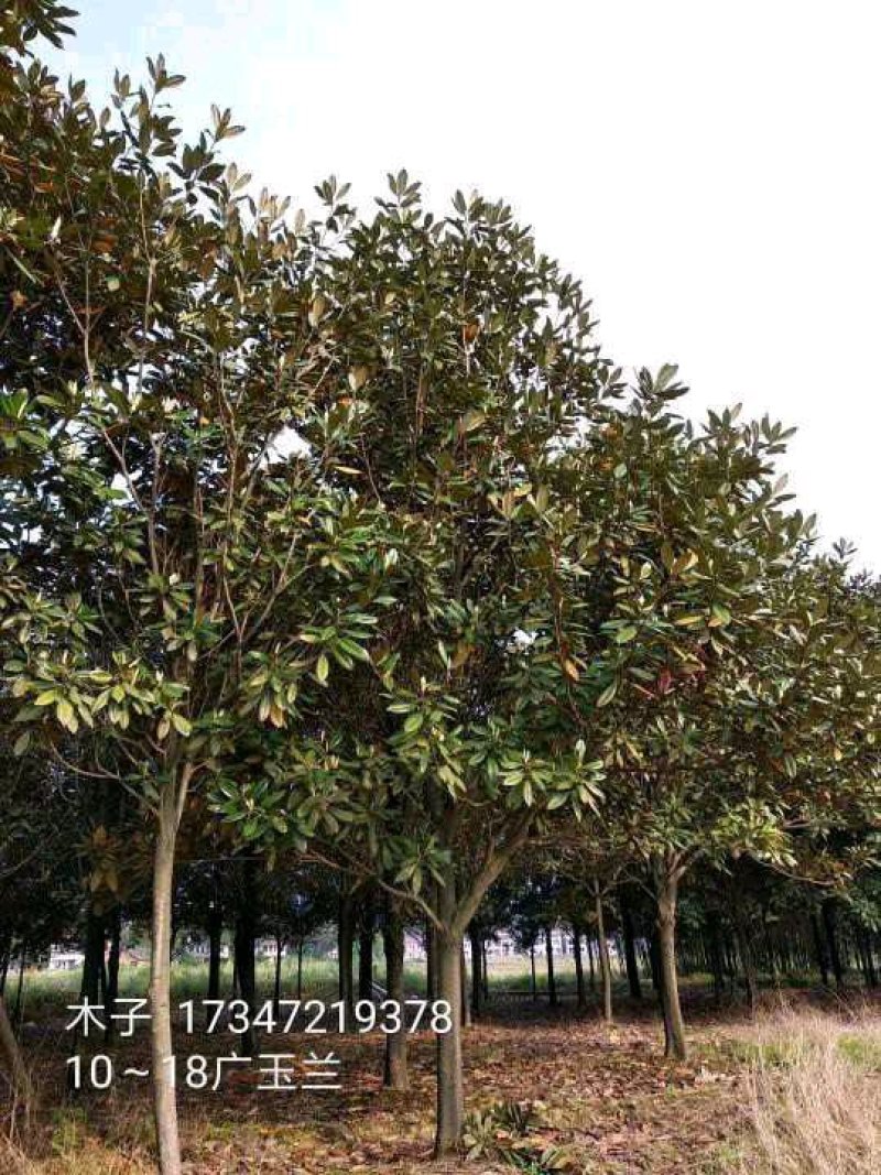 益阳香樟栾树桂花广玉兰朴树碰柑农户一手货源