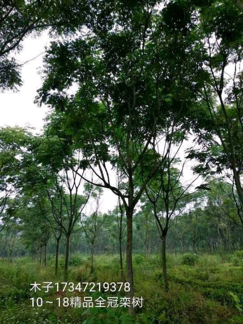 益阳香樟栾树桂花广玉兰朴树碰柑农户一手货源