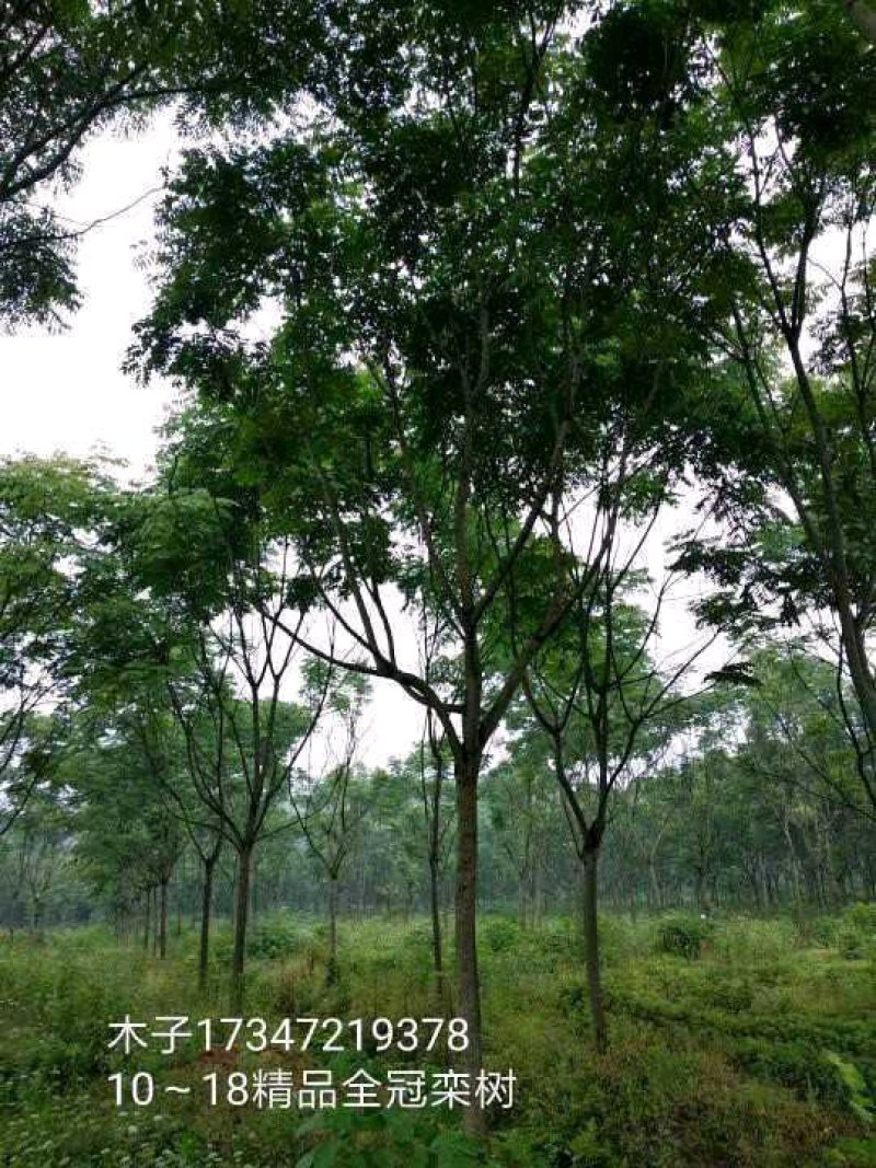 益阳香樟栾树桂花广玉兰朴树碰柑农户一手货源