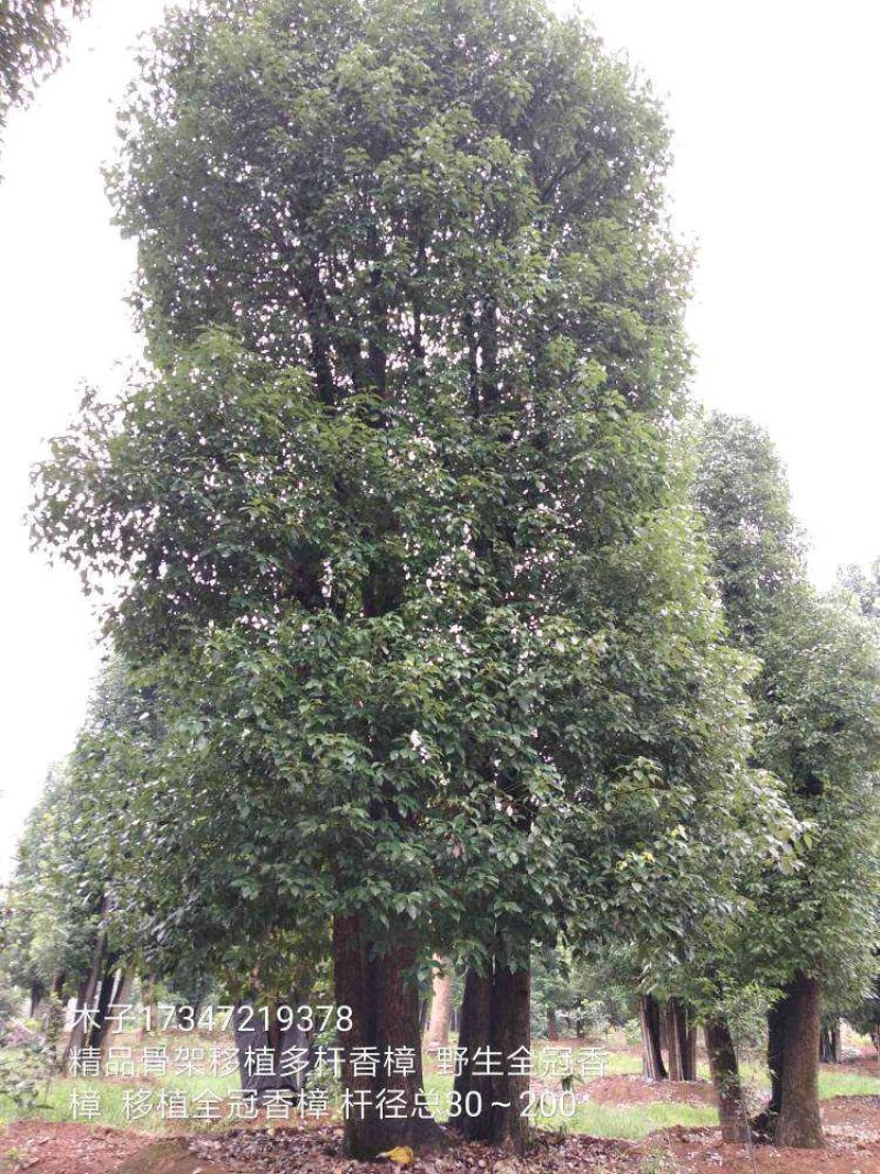 益阳香樟栾树桂花广玉兰朴树碰柑农户一手货源