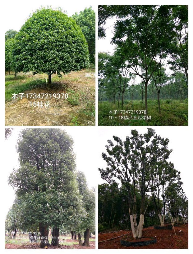 益阳香樟栾树桂花广玉兰朴树碰柑农户一手货源