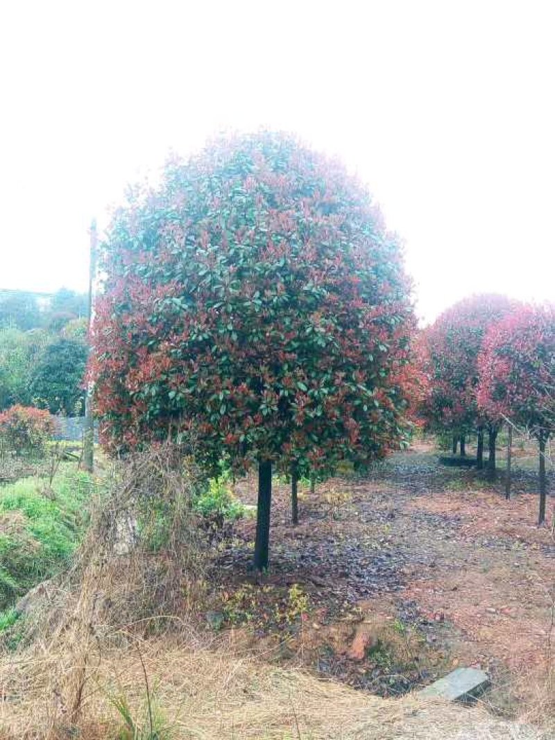益阳香樟栾树桂花广玉兰朴树碰柑农户一手货源