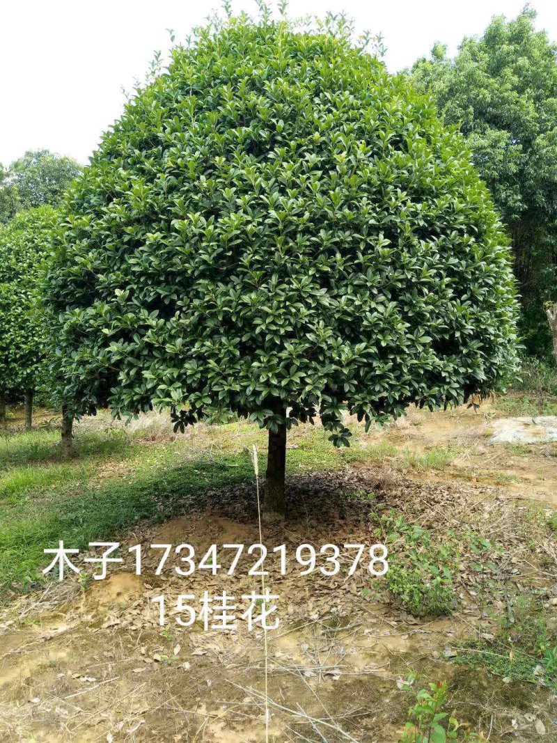 益阳香樟栾树桂花广玉兰朴树碰柑农户一手货源