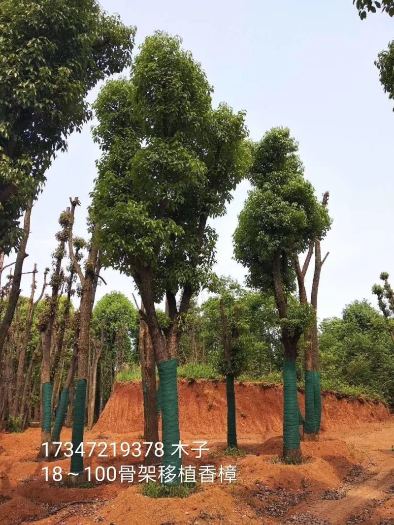 益阳香樟栾树桂花广玉兰朴树碰柑农户一手货源