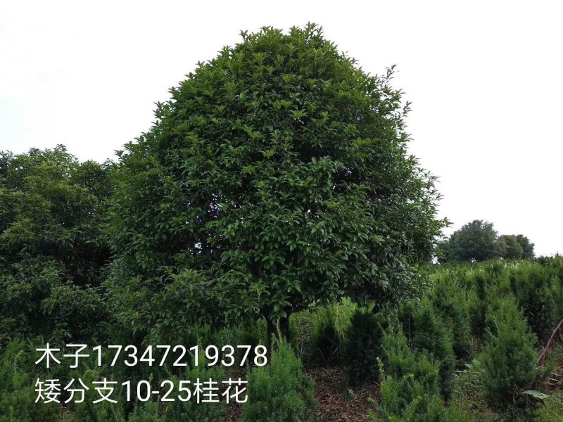 益阳香樟栾树桂花广玉兰朴树碰柑农户一手货源